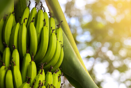 National Biosecurity Strategy released