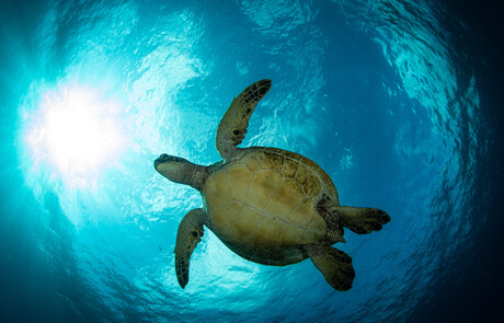 How lighting technology can protect sensitive environments