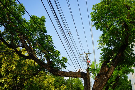 Councils applauded for keeping powerlines clear