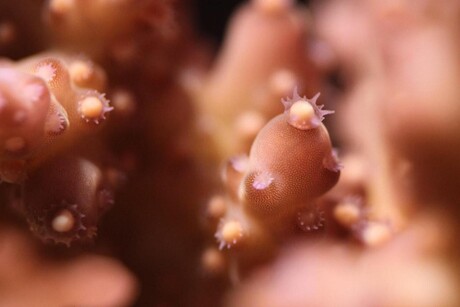 Captive coral can be bred on demand