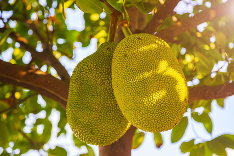 Processing jackfruit into ready-to-eat product, new report