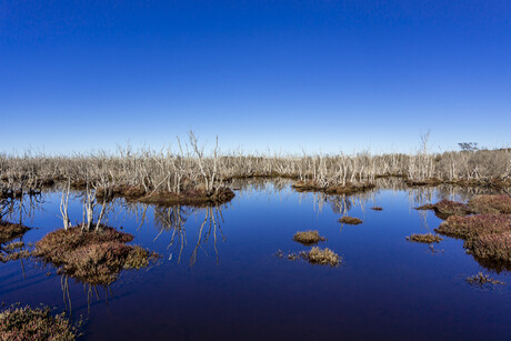 Nature-based solution tested at wastewater plant in Vic Nature-based solution tested at wastewater plant in Vic