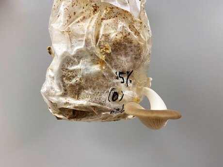 Fungi-based meat alternative grown from food waste