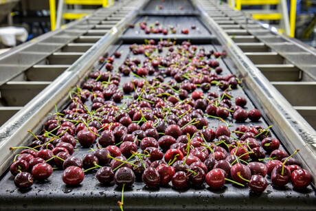 Track-and-trace trial of cherry and potato supply chains