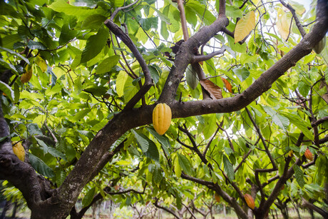 Mars achieves key sustainability milestones