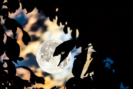 Aussie startup plans to grow plants on the moon