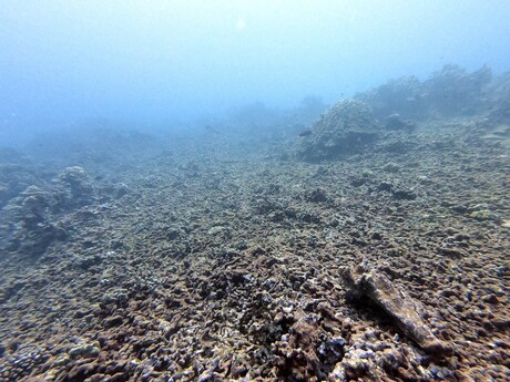 50% of coral reefs may face unsuitable conditions by 2035