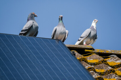 Solar savings through bird-inspired algorithm