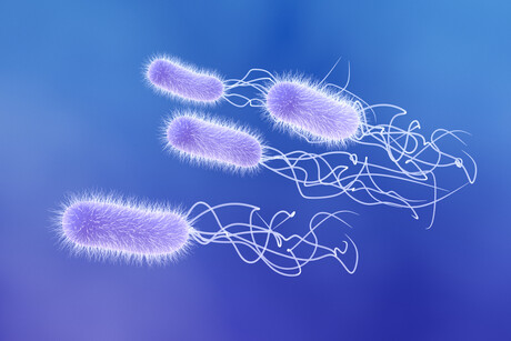 Naturally occurring compound kills drug-resistant bacteria Naturally occurring compound kills drug-resistant bacteria
