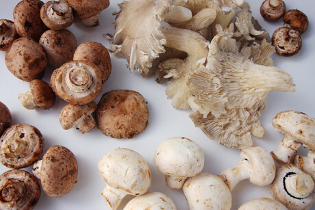 Mushroom fermentation: next-generation food