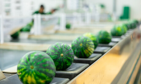 Horticulture grower one melon closer to export market