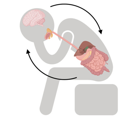 Microbiome linked to depression in major studies