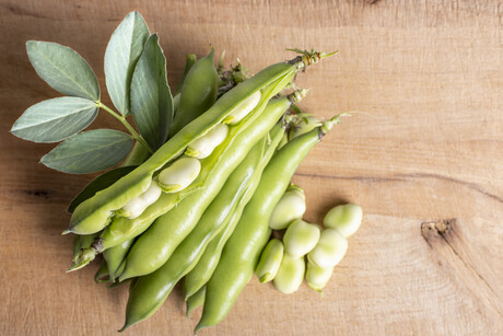 Fermented fava beans: new option for plant-based market Fermented fava beans: new option for plant-based market
