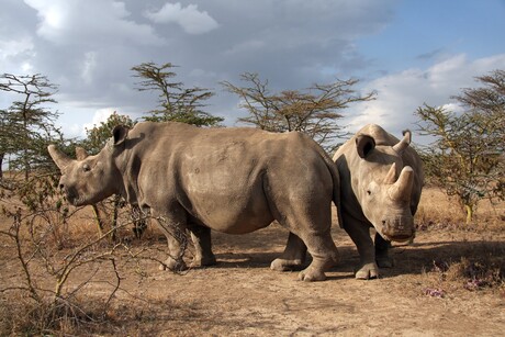 Primordial germ cells produced from northern white rhinos