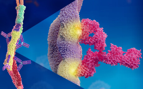 Antibody&#39;s unexpected response to Strep A infection