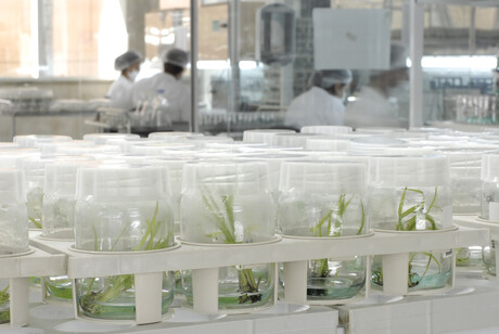 From sugar to aviation fuel: fast-tracking the conversion