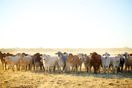 The future of emissions in the beef industry