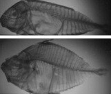 Organic X-ray excitement enables innovative imaging Organic X-ray excitement enables innovative imaging