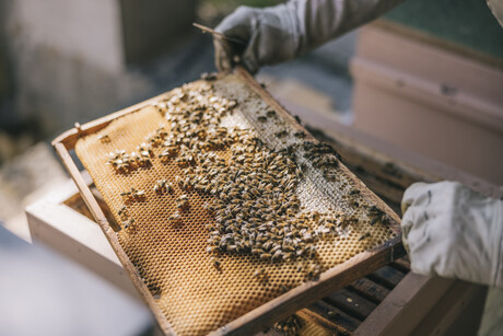 Updated rules for moving beehives into Queensland
