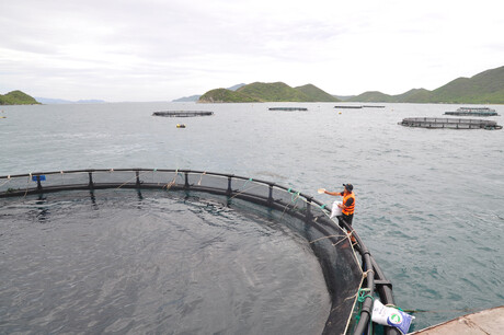 New test detects deadly fish virus that threatens barramundi New test detects deadly fish virus that threatens barramundi