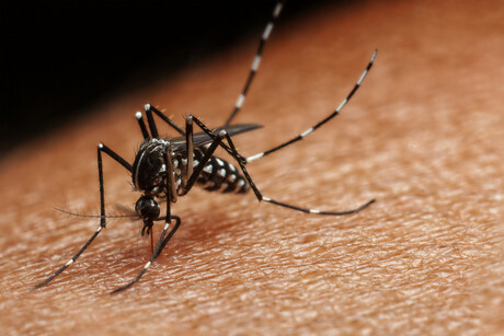 Needle-free malaria detection with a light beam Needle-free malaria detection with a light beam