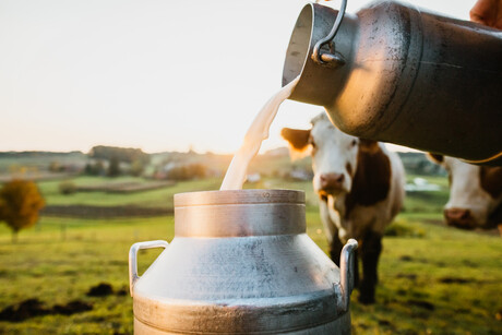 Fonterra revises its FY23 Farmgate Milk Price and collection forecasts Fonterra revises its FY23 Farmgate Milk Price and collection forecasts