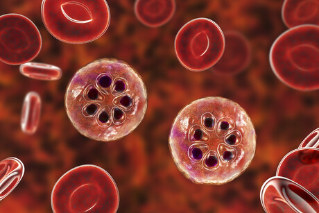 Healthy kidneys could be key to surviving malaria Healthy kidneys could be key to surviving malaria