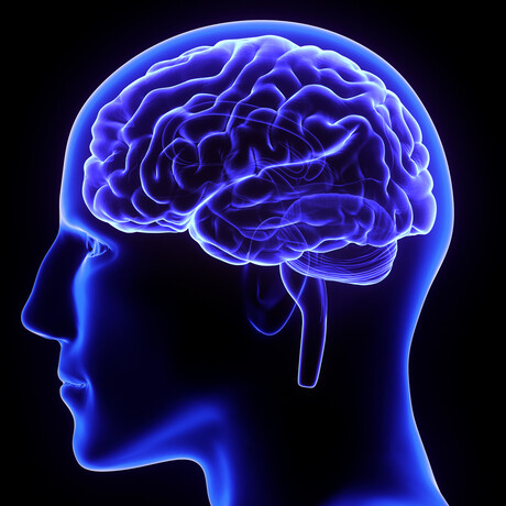 Blood&ndash;brain barrier model used to test antibodies