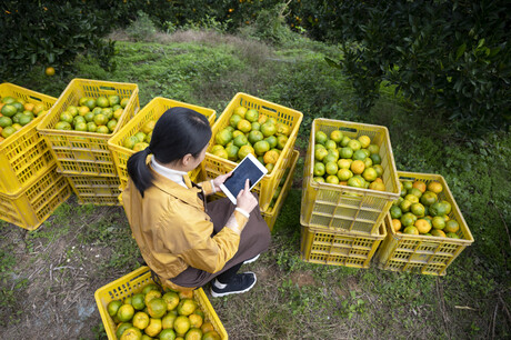 $1m investment in Australian citrus