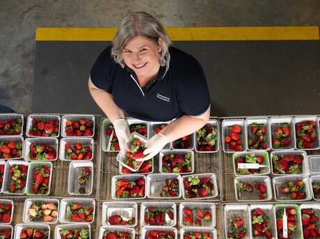 Robot-ready strawberries in development&nbsp;