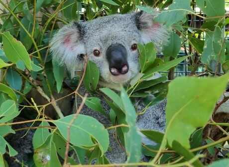 Non-invasive stress tests trialled in koala joeys Non-invasive stress tests trialled in koala joeys