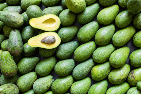 Queensland avocados shine on world stage