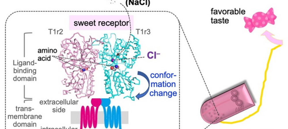 Making salt taste sweet