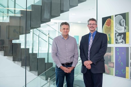 WEHI, MSD&#39;s antimalarial drug candidate enters Phase 1 trial