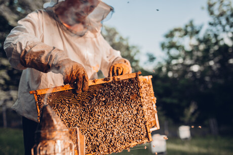 Digital reforms set to benefit honey exporters Digital reforms set to benefit honey exporters