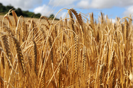 Australian Government reaches barley agreement with China