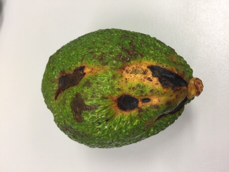 Bees could resolve avocado problem: research