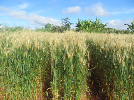Wheat disease threatening global yields Wheat disease threatening global yields