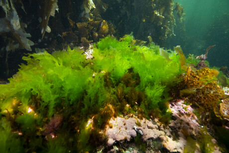 Seaweed: a potential solution for increasing food demand