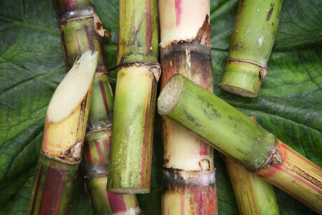 Sugarcane: a sustainable alternative to plastic packaging