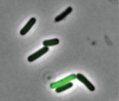 Bacteria get hangry, too Bacteria get hangry, too