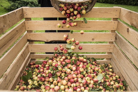 Cider industry launches research into apple ancestry