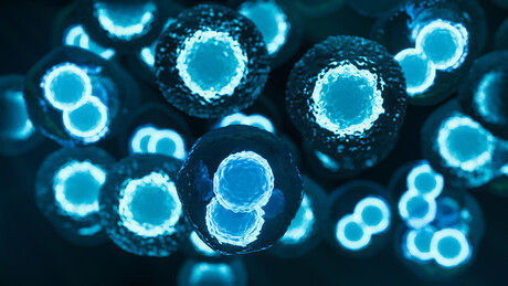 Stem cells to be launched into space