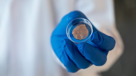 Plant scaffolds created for cultured meat