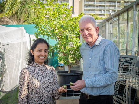 Australian citrus could solve global disease problem