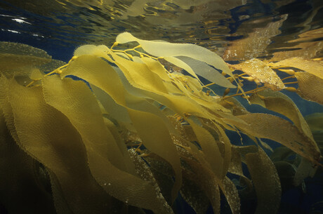 Industrial-scale seaweed production in development