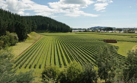 Hawke&#39;s Bay named Great Wine Capital