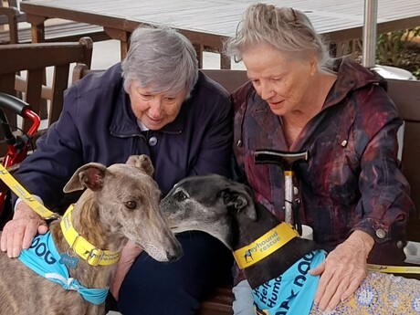 HammondCare expands rescued greyhound pilot