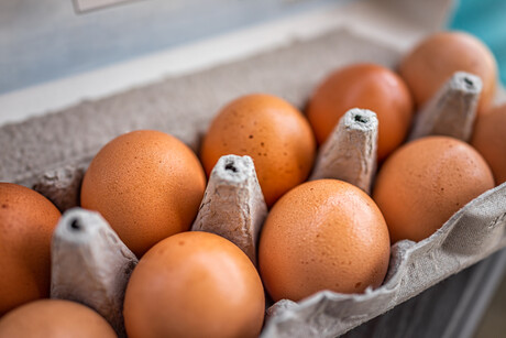 Researchers develop allergy-free chicken egg Researchers develop allergy-free chicken egg