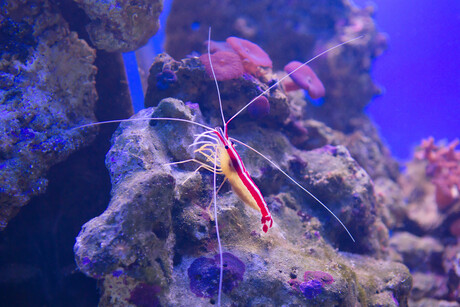 Using shrimp to keep white bread white
